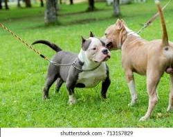 pitbull, comida-para-perros.com